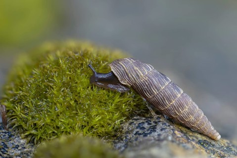 Bulbous sphincous snail, macrogastra ventricosa, sphincous snail, gastropod, mollusca, snails,