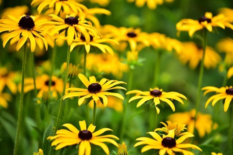 Flowering perennials of the black-eyed Susan (Rudbeckia hirta), also known as coneflower, Bavaria,