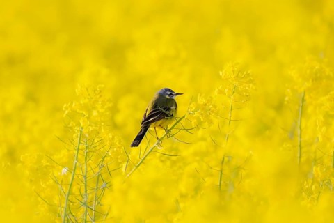 In spring, a nuthatch sits in a blooming canola field near Frankfurt am Main, Frankfurt am Main,