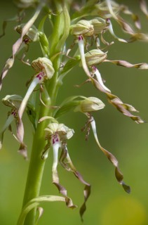 Bocksorchis, buckstrap tongue, Himantoglossum hircinum, orchidaceae, orchids, orchid plants, flora,