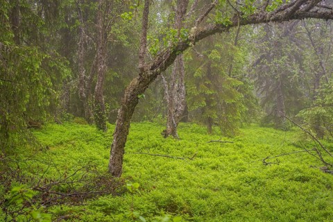 View of weathered birch trees in a dense forest in rain, Gol, Halligdal, Buskerud, Norway