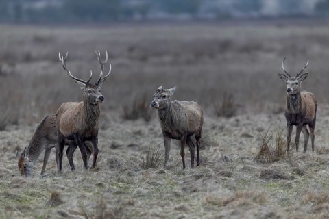 The red deer (Cervus elaphus) with antlers follows its older counterpart, who has already shed his