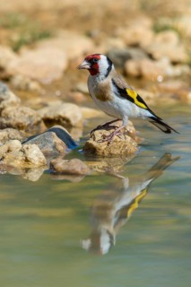 Carduelis carduelis, goldfinch, goldfinch, goldfinch, bath, bird bath, birds, high size, portrait