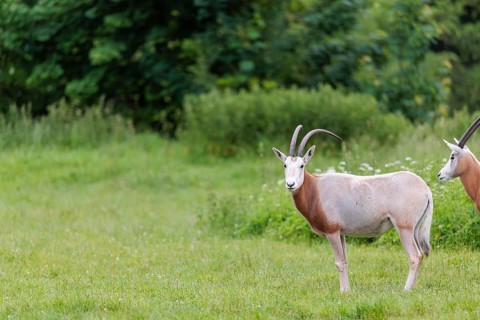 A Scimitar Oryx (Oryx dammah) stands in a green meadow on a cloudy day. Extinct in the wild.