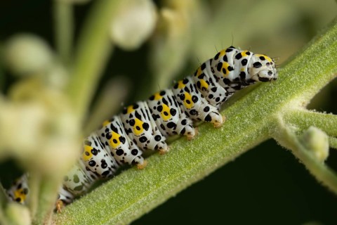 Cucullia lychnitis, grey-pollinated woolly monk, Shargacucullia lychnitis, later mullein monk,