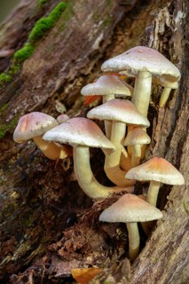 Hypholoma lateritium, hypholoma sublateritium, naematoloma sublateritium, brick cap, brick top,