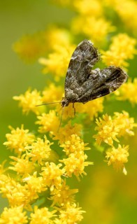 Anthophila Fabriciana, brown spreader wing butterfly, stinging nettle butterfly, common nettle tap,