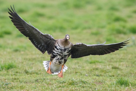 Greater White-fronted Goose (Anser albifrons) flying, North Rhine-Westphalia, Germany