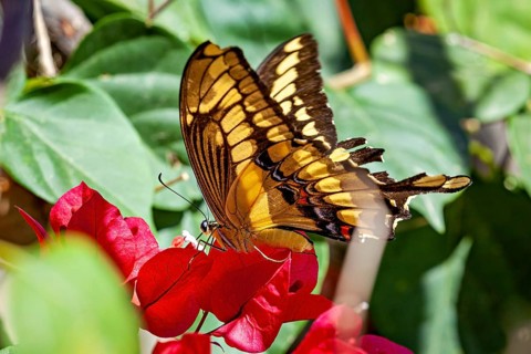 A yellow and black butterfly is perched on red flowers, surrounded by green leaves: a giant