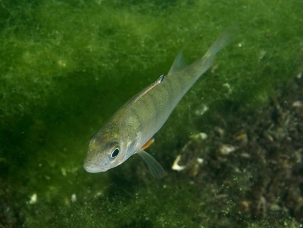 River perch (Perca fluviatilis), or ‘Egli', swimming in green water, surrounded by algae, at the