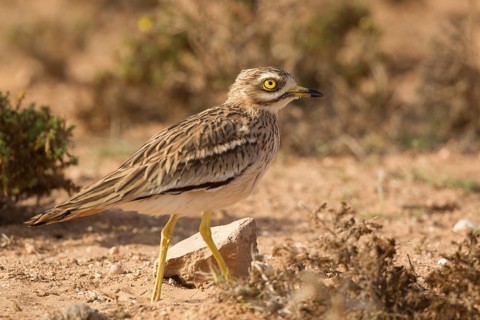 Eurasian Stone-curlew (Burhinus oedicnemus), Morocco