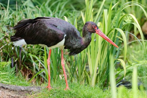 Black Stork (Ciconia nigra), Hesse, Germany