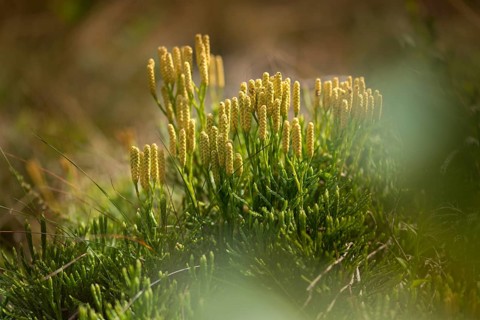 Bearlobe family, Diphasiastrum complanatum, flatbear lobe, common flatbear lobe, Lycopodiaceae,