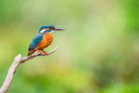 Common kingfisher (Alcedo atthis) sitting on an old wooden branch in late summer, wildife, Bavaria,