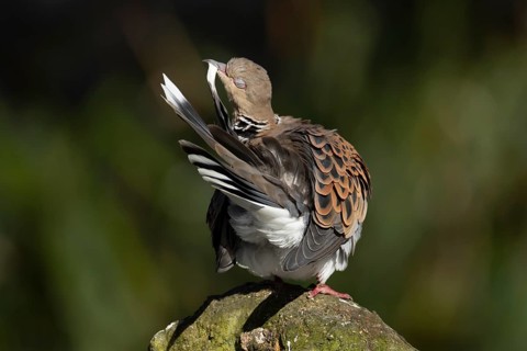 European turtle dove (Streptopelia turtur) adult bird preening on a rock, England, United Kingdom