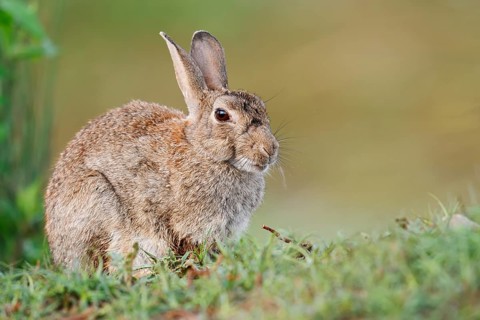 Wild rabbit (Oryctolagus cuniculus), North Rhine-Westphalia, Germany