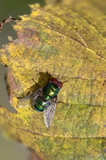 Calliphoridae, Calliphoridae spec., blowfly spec., blowflies, blow-flies, bluebottles, carrion