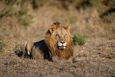 Male lion (Panthera leo) in the southern part of the Okavango Delta near Atzaró Camp, North-West