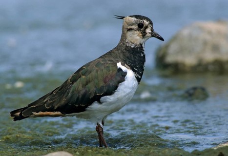 Lapwing, vanellus vanellus, birds, charadriiformes, leo, limikolen, plovers, birds, waders, waders