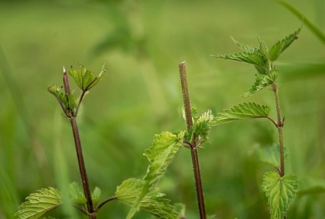 Bavaria, stinging nettle, Upper Palatinate, Tirschenreuth, Waldnaab, Waldnaabaue, wild willows
