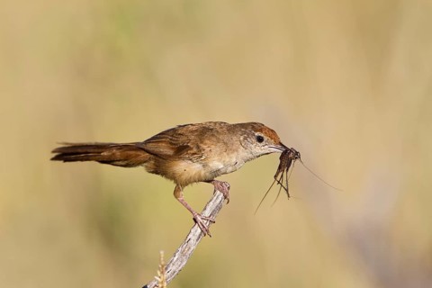 Spinifexbird (Megalurus carteri) with insect prey, Western Australia, Australia