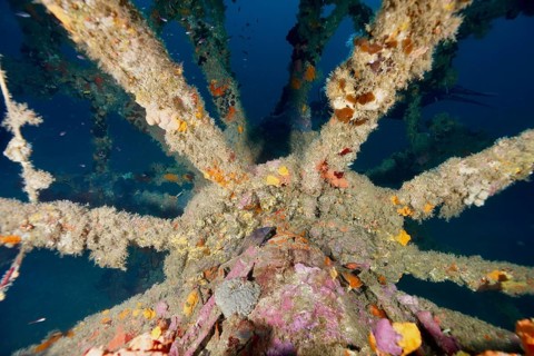 Paddle wheel of a shipwreck covered with sea sponges in the Mediterranean near Hyères, dive site