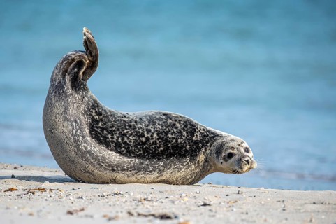 Seal (Phoca vitulina), North Sea, Heligoland, Schleswig-Holstein, Germany