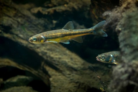 Bitterfish, minnow, Eurasian minnow, minnow, prille, phoxinus phoxinus, common minnow, fish,