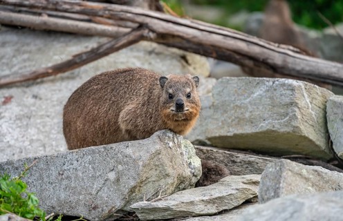 Steppe forest tree hog or southern tree hog (Dendrohyrax arboreus), South Africa