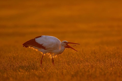 White Stork (Ciconia ciconia) foraging, North Rhine-Westphalia, Germany