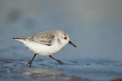 Sanderling (Calidris alba) adult wading bird in winter plumage running on a beach, Norfolk,