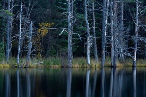 Pine trees on the edge of a lake in Scotland, Aviemore, Scotland, Great Britain