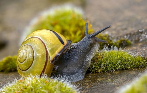 Banded snails, cepaea, cepaea nemoralis, grove snail, hornsnail, helicidae, snails, black-mouthed