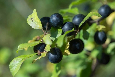 German acacia, hedthorn, Prunus spinosa, rosaceae, rose family, sour plum, sloe, blackthorn,