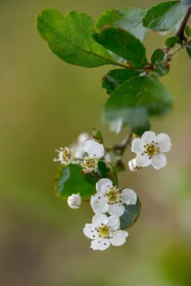 Crataegus laevigata, midland hawthorn, rosaceae, rose family, hawthorn, two-handled hawthorn,
