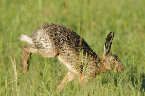 Hare, Lepus europaeus, animals, mammals, meadow, foraging