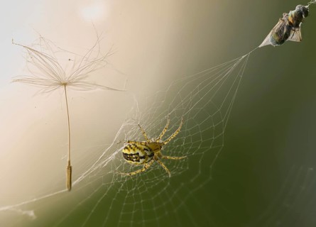 Arachnida, Cricket Bat Orb Weaver, Lined Orb Weaver, Mangora Acalypha, Spider, Spider