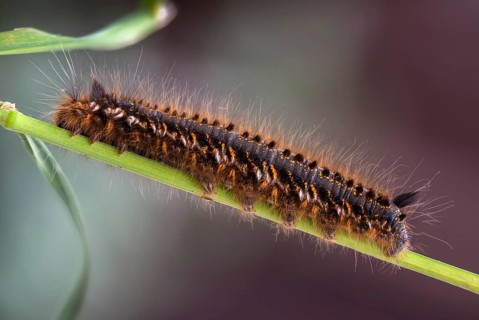 Euthrix potatoria, hen, grass hen, lasiocampidae, drinker, mealyworm, butterfly, drinker, inchworm,