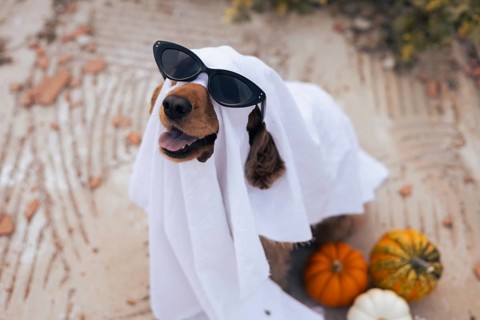 A golden retriever is playfully dressed as a Halloween ghost, wrapping itself in a white sheet