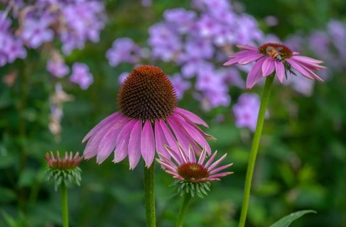 Purple coneflower (Echinacea purpurea), North Rhine-Westphalia, Germany