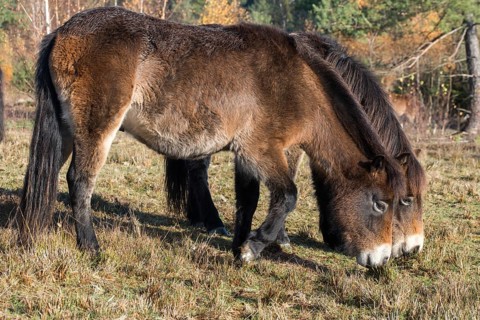 Equus ferus caballus, exmoor pony, Germany, Greiz, horse, odd-toed ungulates, perissodactyla,