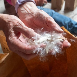 Grand Canyon National Park, Arizona - Volunteers separate milkweed seeds from floss at the canyon's