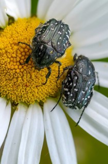 Bronze-green rose beetle, marbled rose chafer, marbled golden beetle, marbled rose beetle, protäa
