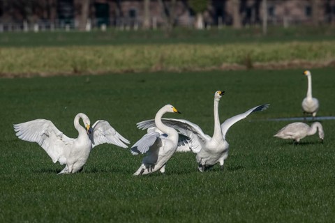 Whooper swans (Cygnus cygnus), Emsland, Lower Saxony, Germany