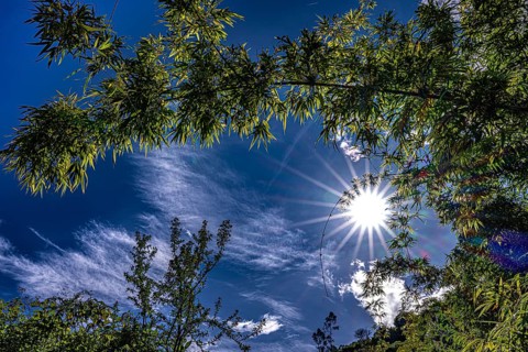 A view looking up into the canopy of a mountain bamboo (Fargesia) against a brilliant blue sky,