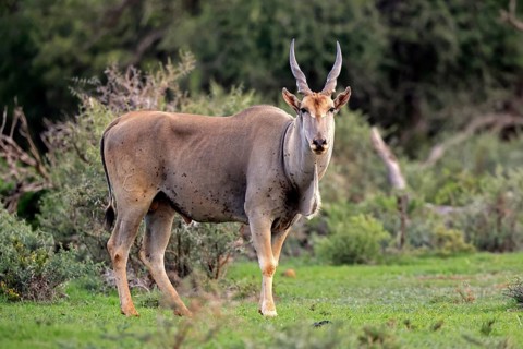 Eland (Taurotragus oryx), adult, alert, foraging, Mokala National Park, Northern Cape, South Africa