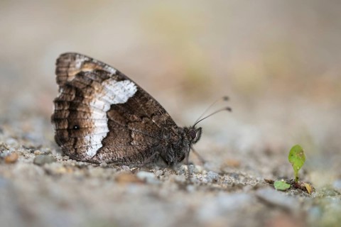Hipparchia alcyone, Hipparchia hermione, rock grayling, butterfly, insects, butterfly, butterflies