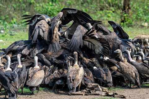 Vultures, Bengal vulture, white-rumped vulture (Gyps bengalensis), Chitwan National Park, jungle,