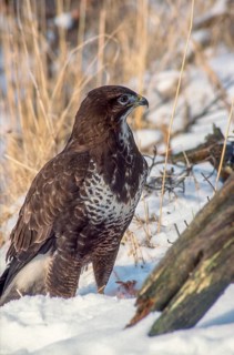 Accipitriformes, Buteo Buteo, buzzard, buzzard, birds of prey, high size, portrait format, raptors,