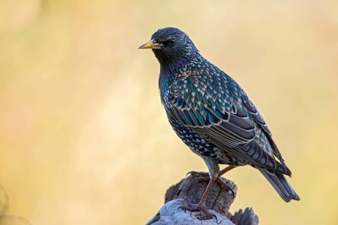 Star, Starling, Sturnus vulgaris, Birds, Passeri, Songbirds, Birds